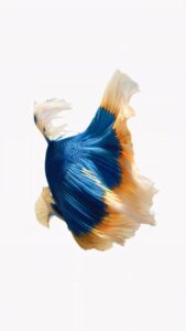 iPhone Blue Orange Fish Live Wallpaper 03