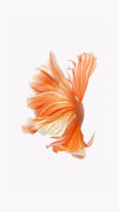iPhone Orange Fish Live Wallpaper 01