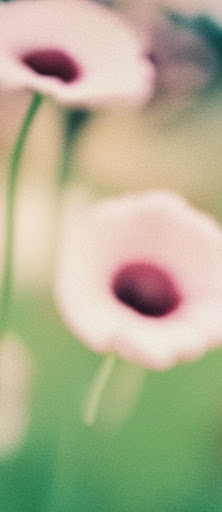 A soft focus photo of flowers
